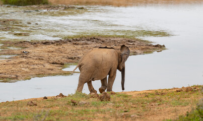 Elefanten Baby im Naturreservat Addo Elephant National Park Südafrika