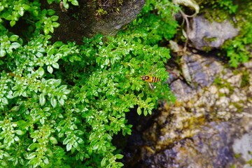 Fototapeta premium The plant moss in macro wet green land 