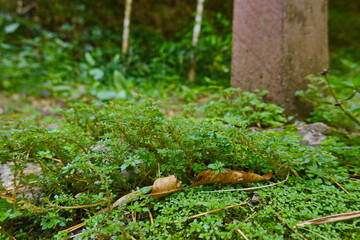 The plant moss in macro wet green land 
