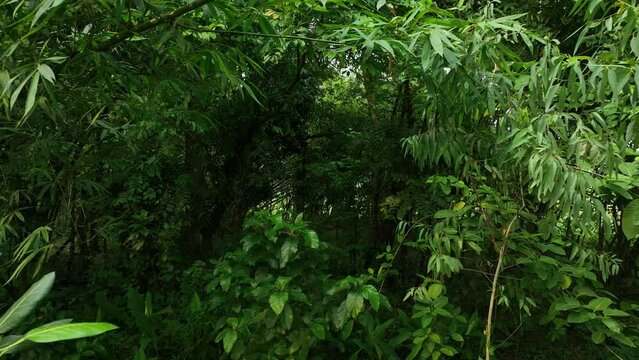Bangladesh Forest Aerial Smooth slowly video footage