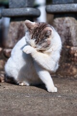 Obraz premium のんびり過ごしている可愛い野良猫