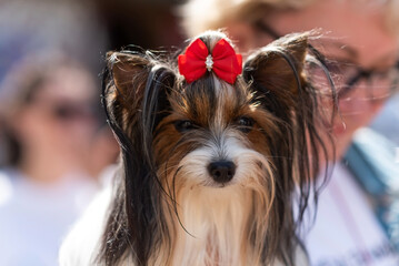 Beautiful Yorkshire Terrier, Biewer, with a bright red bow in his bangs
