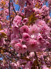 pink cherry blossom