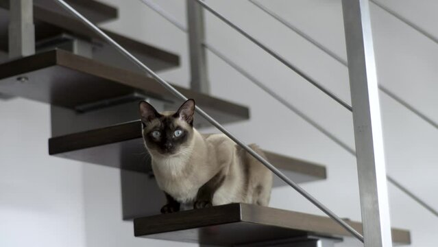 A beautiful Tonkinese cat sits on the stairs and looks into the camera