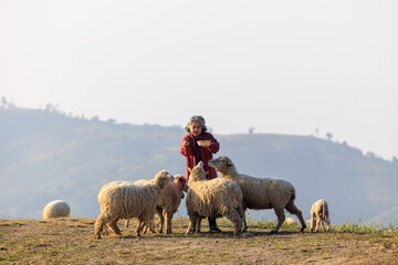 senior woman with her sheeps in field on mountain farmland, She feeding and playing with lovely...