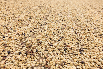 Coffee beans dry on ground