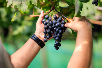 farmer hand harvesting ripe delicious grape bunch in the vineyard autumn crop concept