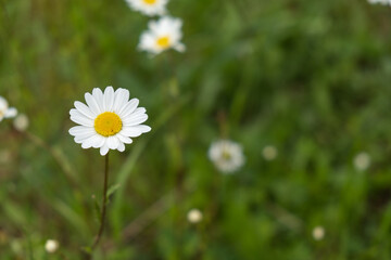 camomile field. delicate flowers close-up on green grass.