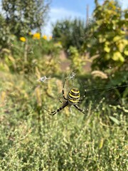 bee on the green leaf