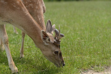 Junger Damwild Bock mit Anomalie am Geweih