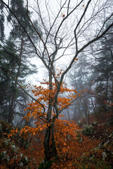 Fototapeta premium Gloomy autumn day in the forest