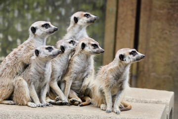 ミーアキャット