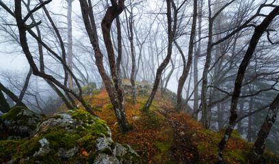 Gloomy autumn day in the forest