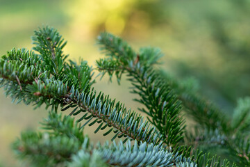 Spruce branch. Beautiful spruce branch with needles. Christmas tree in nature. Green spruce. Spruce close-up.