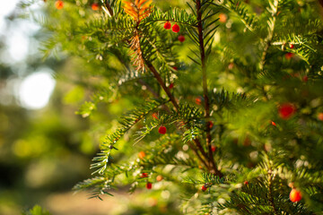 Spruce branch. Beautiful spruce branch with needles. Christmas tree in nature. Green spruce. Spruce close-up.