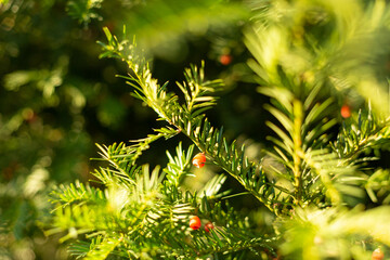 Spruce branch. Beautiful spruce branch with needles. Christmas tree in nature. Green spruce. Spruce close-up.