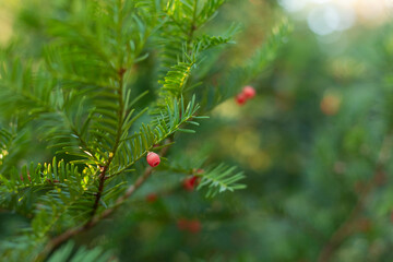 Naklejka na ściany i meble Spruce branch. Beautiful spruce branch with needles. Christmas tree in nature. Green spruce. Spruce close-up.