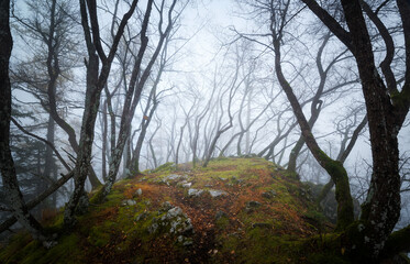 Gloomy autumn day in the forest