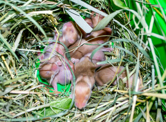 Hamster nest close-up. Many small hamsters in grass nest. Newborn hamsters. Little rodents. Pets. Syrian hamsters. Very small blind hamsters. Reproduction and breeding of domestic animals. Rodent cubs