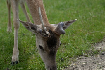 Junger Damwild Bock mit einer nicht abgeworfenen Stange