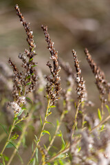 Close up of golden dried grass in a meadow