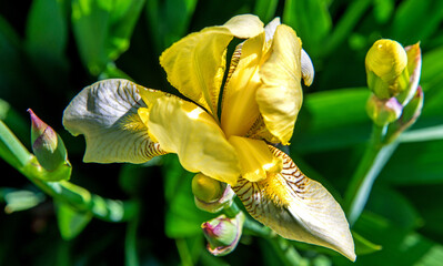 Beautiful inflorescences of an ornamental bedding plant called Iris, commonly found in gardens in Podlasie, Poland.