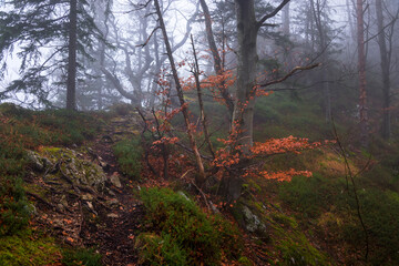 Gloomy autumn day in the forest