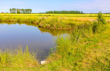 Fototapeta na wymiar Bog moor swamp pond river lake green plants forest Germany.