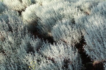 Graues Heiligenkraut, Zypressenkraut, gelbe Blüten (unten links zu sehen). Botanisch: Santolina chamaecyparissus  © Andie_Alpion