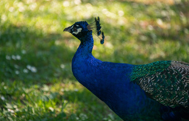 Peacock bird in the zoo