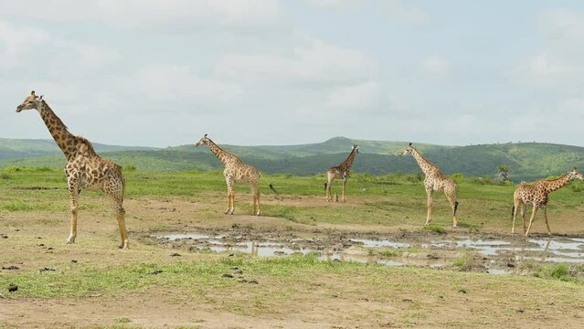 Giraffen im Naturreservat im Hluhluwe Nationalpark S&uuml;dafrika