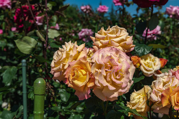 黄色系の花をつける薔薇