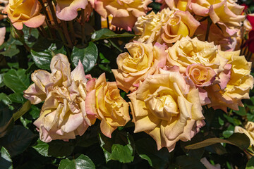 黄色系の花をつける薔薇