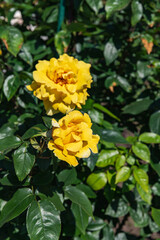 Obraz na płótnie Canvas 黄色系の花をつける薔薇