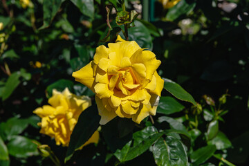 黄色系の花をつける薔薇