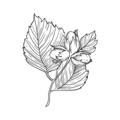 illustration vector nature berries nuts leaves black and white