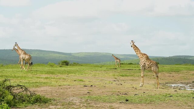 Giraffen im Naturreservat im Hluhluwe Nationalpark S&uuml;dafrika