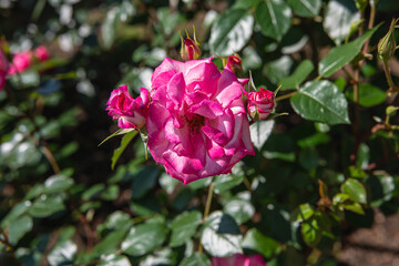 赤色系の花をつける薔薇