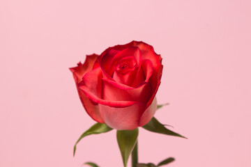 Scarlet rose on a pink background. One beautiful flower. rose variety