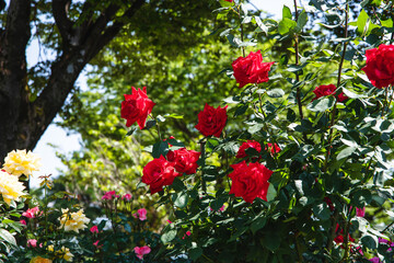 Obraz premium 薔薇園の赤い薔薇