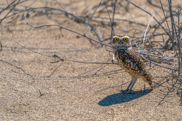 Desert owl in Pisco, Peru