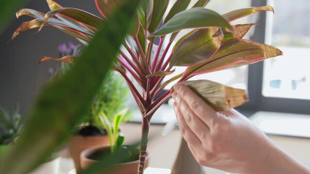 people, gardening and housework concept - woman cutting flower's leaves with pruner at home
