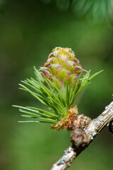 Larch strobilus: a young ovulate cone.