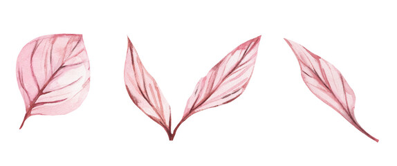 Beautiful natural pink hand painted peony flowers in pastel rose pale color isolated on white background clipart. Ideal for wedding decoration, boho rustic invitations.