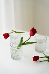 red tulips and faceted glasses with clean water on white tabletop and grey background.