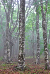 Obraz premium 霧がかかる森に立つブナ林