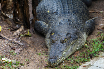 Close up crocodile is sleep and rest in garden