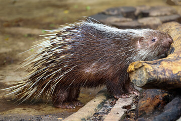 Close up the malayan porcupine animal