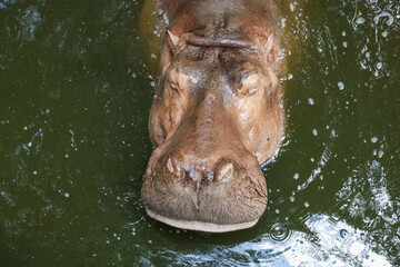 Fototapeta na wymiar hippopotamus In the river at thailand
