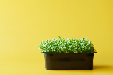 Young green sprouts of arugula in a black plastic container against a bright yellow background. Germination of plant seeds at home. Hydroponics. Copy space.